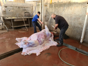  فيديو: ذبح عجل عن روح الشهيد الشيخ محمد أبو نجم بيافا 